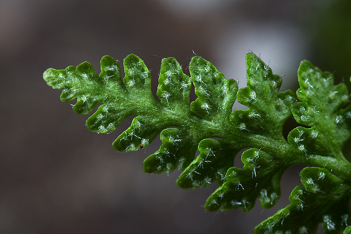 Woodsia alpina / Felcetta alpina